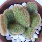 Collecion de Xixu