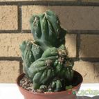 Collecion de Xixu