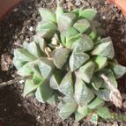 Collecion de Xixu