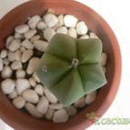 Collecion de Xixu