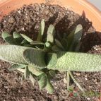 Collecion de Xixu