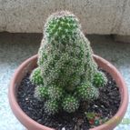 Collecion de Xixu
