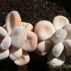 Collecion de Xixu