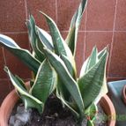 Collecion de Xixu