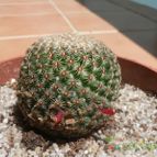 Collecion de Xixu