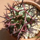 Collecion de Xixu