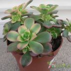 Collecion de Xixu