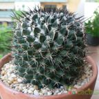 Collecion de Xixu