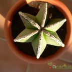Collecion de Xixu