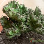 Collecion de Xixu