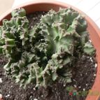 Collecion de Xixu