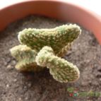 Collecion de Xixu
