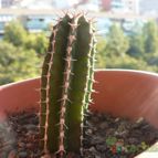 Collecion de Xixu