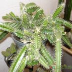 Collecion de Yanecilla
