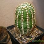 Collecion de Yanecilla