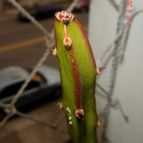 Collecion de Yukizu-Sama