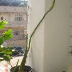 Collecion de Yukizu-Sama