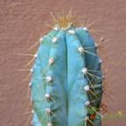 Collecion de afma