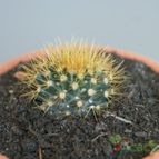 Collecion de afma