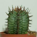 Collecion de afma