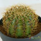 Collecion de afma