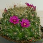 Collecion de afma