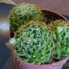 Collecion de afma
