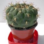 Collecion de agroman2011
