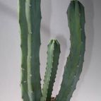 Collecion de agroman2011