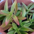 Collecion de agustipenovi