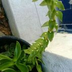 Collecion de agustipenovi