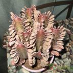 Collecion de albertopremi