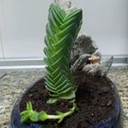Collecion de albertopremi