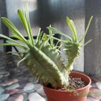 Euphorbia pulvinata 