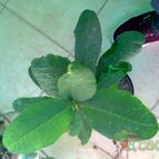 Collecion de alca_2525