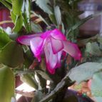 Collecion de alca_2525