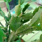 Collecion de alca_2525