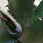 Collecion de alca_2525