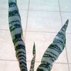 Collecion de alca_2525