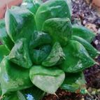 Collecion de alca_2525