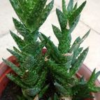 Collecion de alca_2525