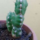 Collecion de alca_2525