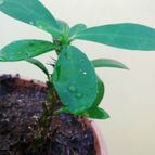 Collecion de alca_2525
