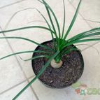 Collecion de alca_2525