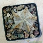 Collecion de alca_2525