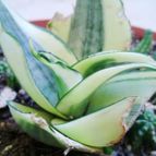 Collecion de alca_2525
