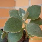 Collecion de alcantara