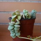 Collecion de alcantara