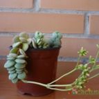 Collecion de alcantara