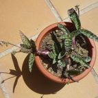 Collecion de alcantara